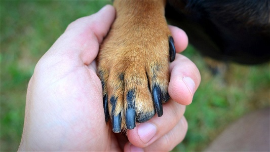 Best toe grips for dogs