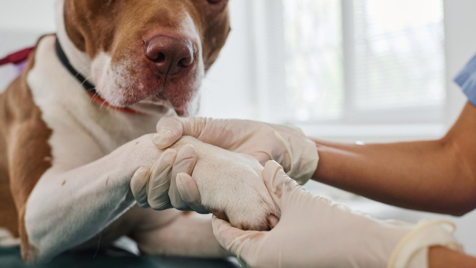 How To Treat Milk Fever In Dogs At Home: Eclampsia Explained | BreederSpot