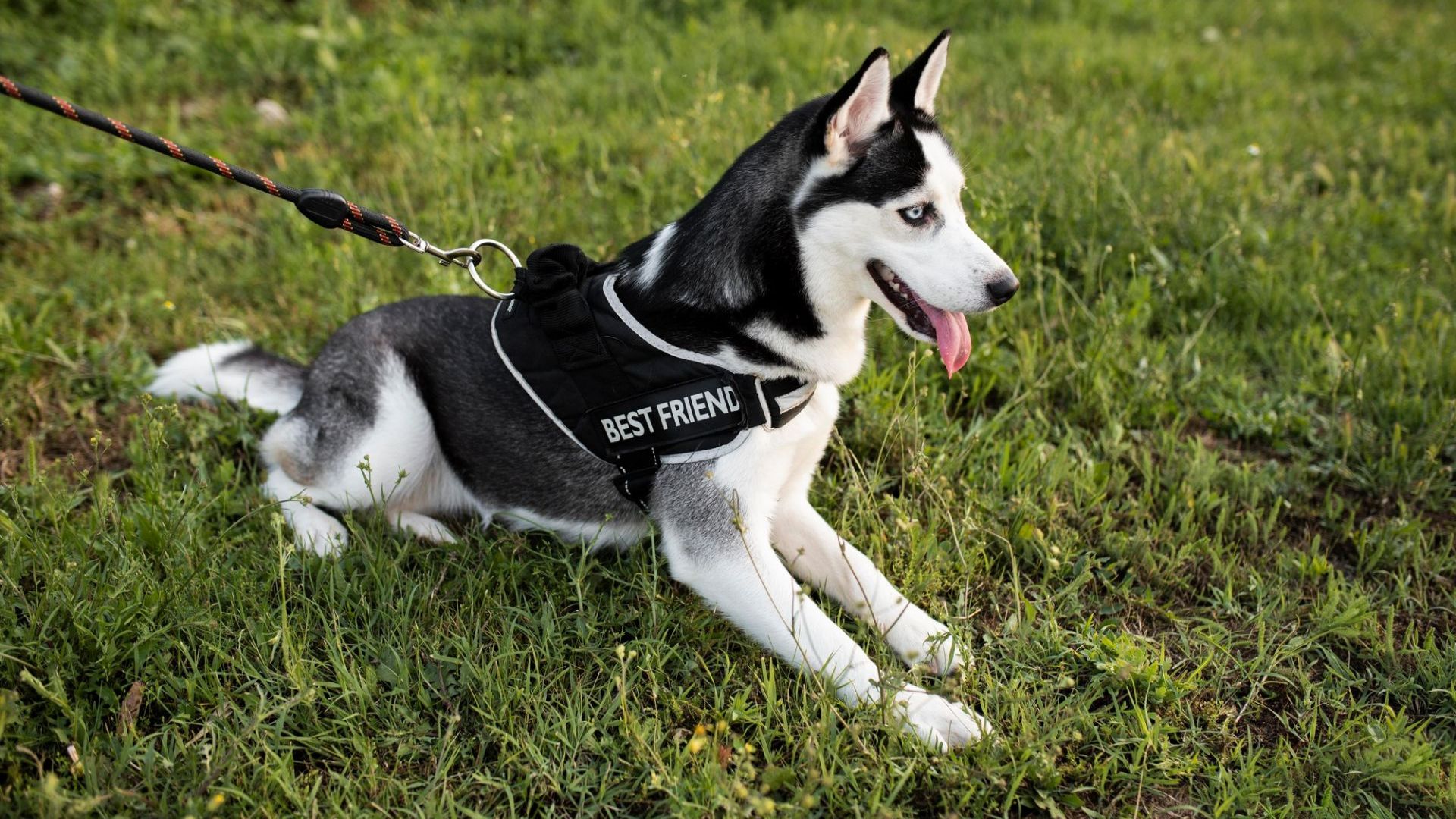 Best Dog Knee Brace For Torn ACLProtect Your Canine BreederSpot