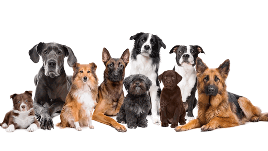 dog breeds