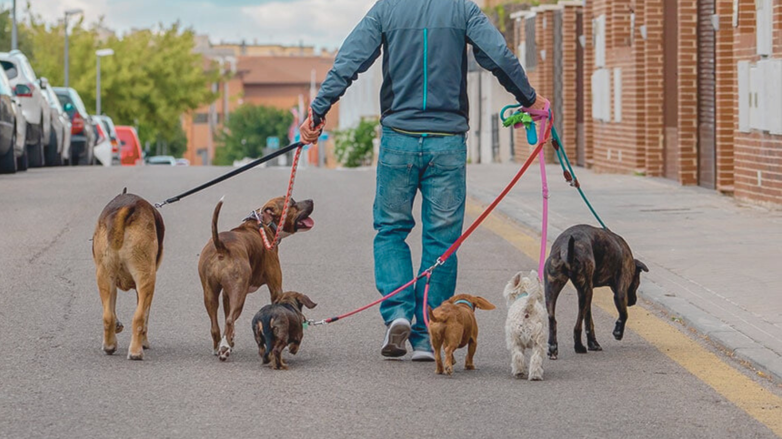 How Much Does It Cost To Breed Dogs Expense Calculated BreederSpot