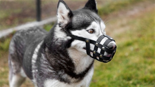 Disadvantages of using a muzzle – Know the myths and facts