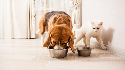 Symptoms of dog eating cat poop: Know the signs and take action