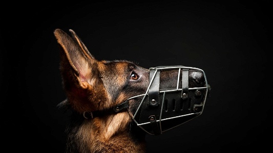 Best muzzle to stop dog scavenging – Top products of 2023